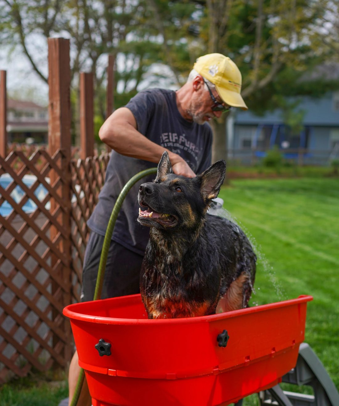German shepherd standing calmly while being rinsed in a raised outdoor tub