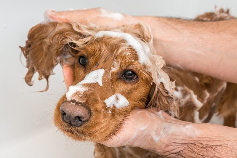 Cocker spaniel being lathered around the face and ears during a bath