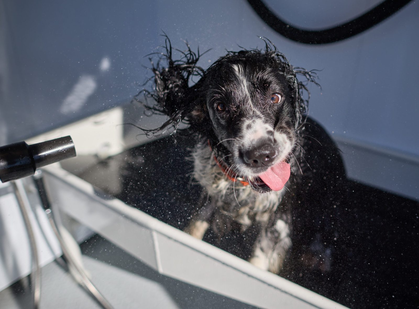Wet spaniel shaking water from its coat after a rinse