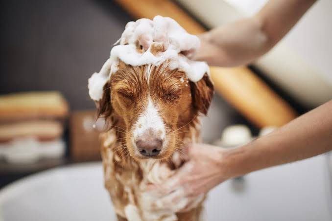 Dog being gently lathered during a calm indoor bath